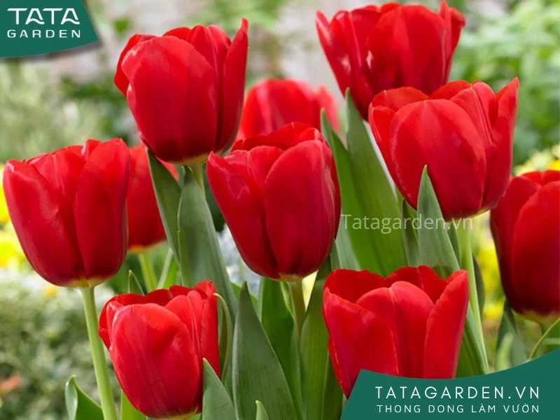 25+ loài hoa màu đỏ đẹp kiều diễm - cẩm nang cho người yêu hoa