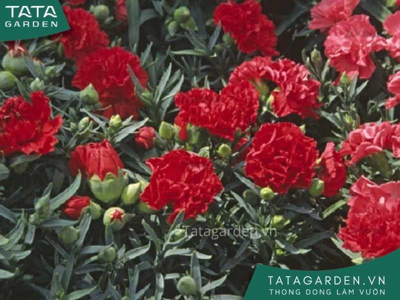 25+ loài hoa màu đỏ đẹp kiều diễm - cẩm nang cho người yêu hoa