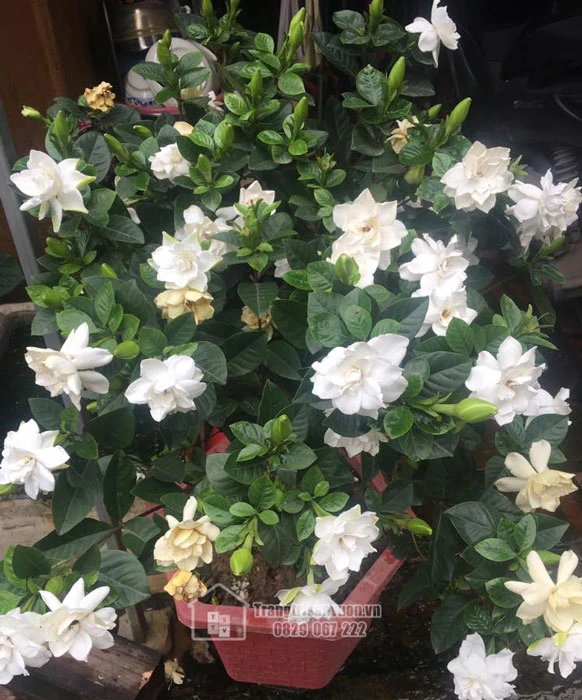 Cây bạch thiên hương