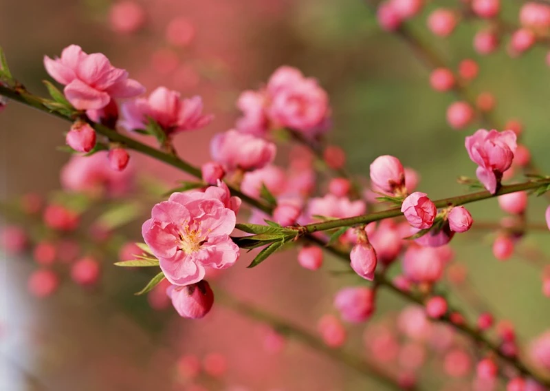 Apricot Blossom Significance in Vietnamese Culture