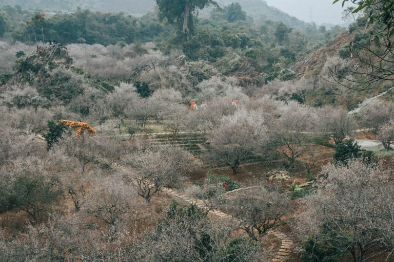 Khám Phá Hoa Mơ - Biểu Tượng Mùa Đông Mộc Châu