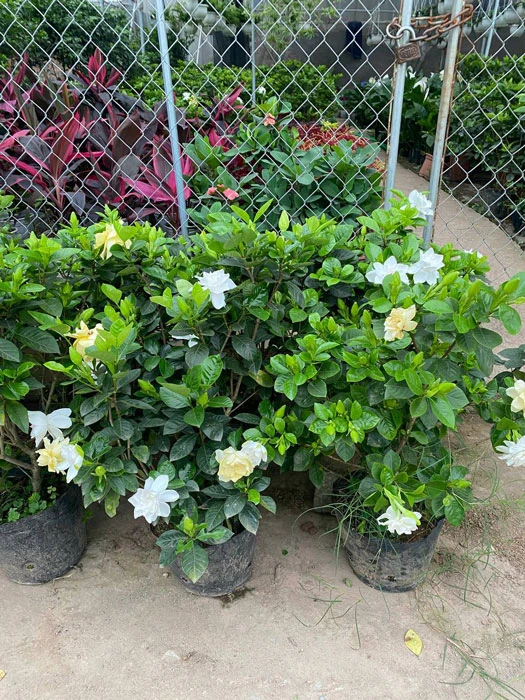 Khám Phá Vẻ Đẹp Hoa Bạch Thiên Hương Trong Cuộc Sống