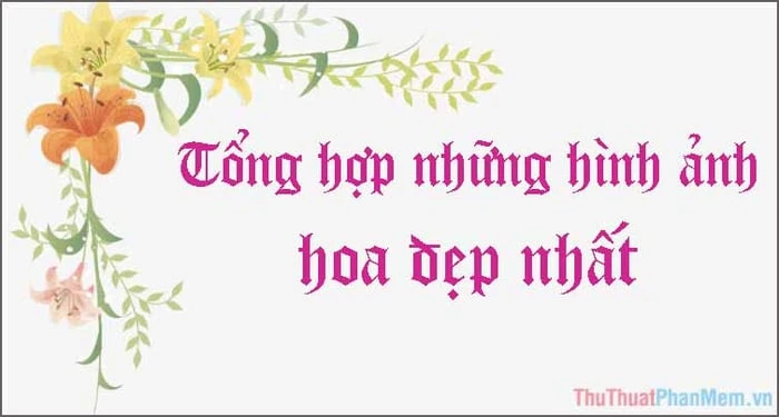 Khám Phá Vẻ Đẹp Tự Nhiên Qua Ảnh Hoa Đẹp