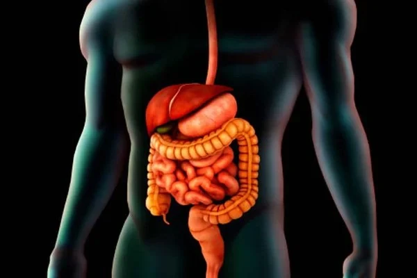 Quá trình tiêu hóa: Tìm hiểu các giai đoạn cơ bản