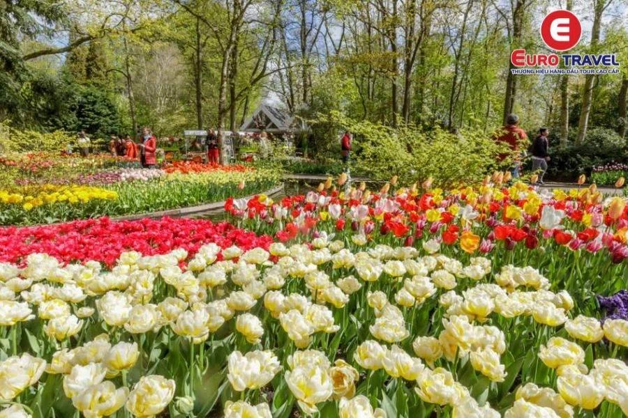 Đắm mình với hoa Tulip trong Vườn hoa Keukenhof Hà Lan