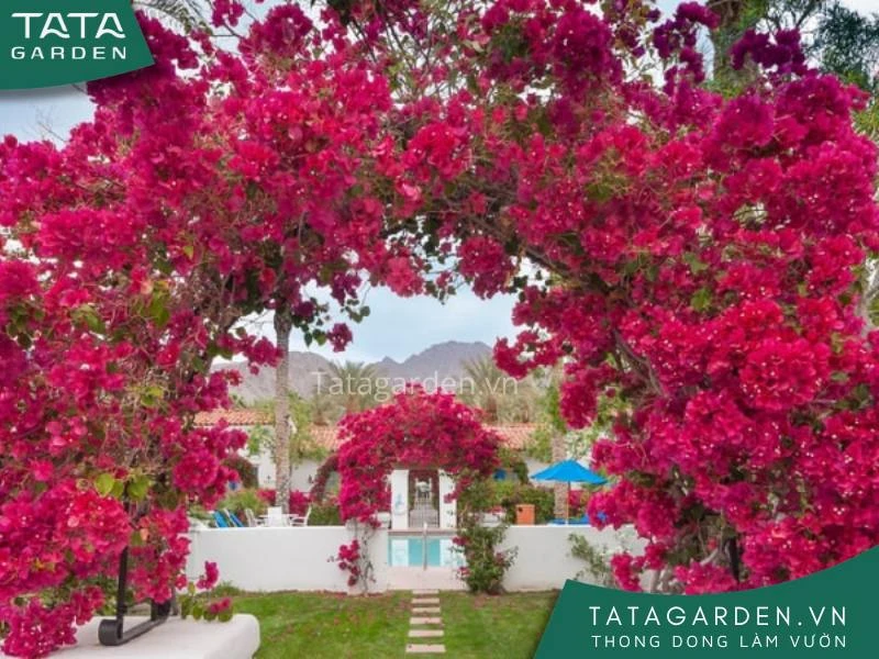 25+ loài hoa màu đỏ đẹp kiều diễm - cẩm nang cho người yêu hoa