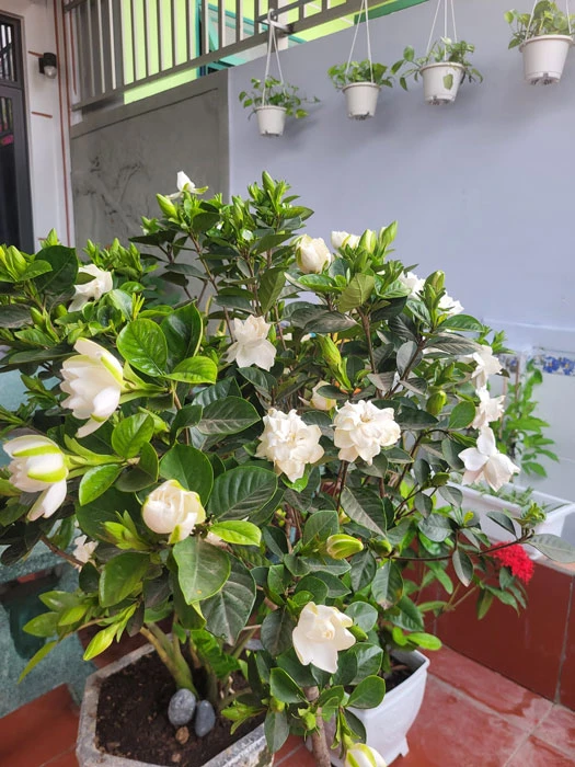 Cây bạch thiên hương