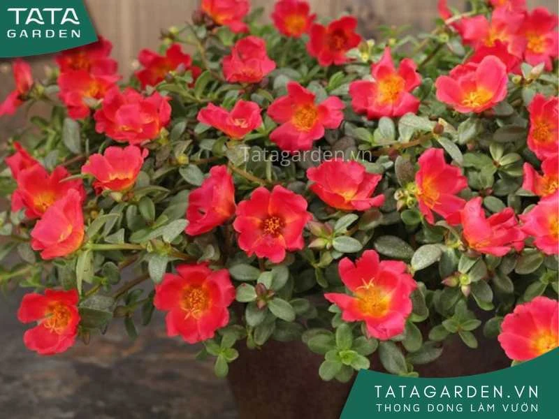 25+ loài hoa màu đỏ đẹp kiều diễm - cẩm nang cho người yêu hoa