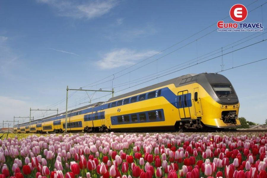 Đắm mình với hoa Tulip trong Vườn hoa Keukenhof Hà Lan