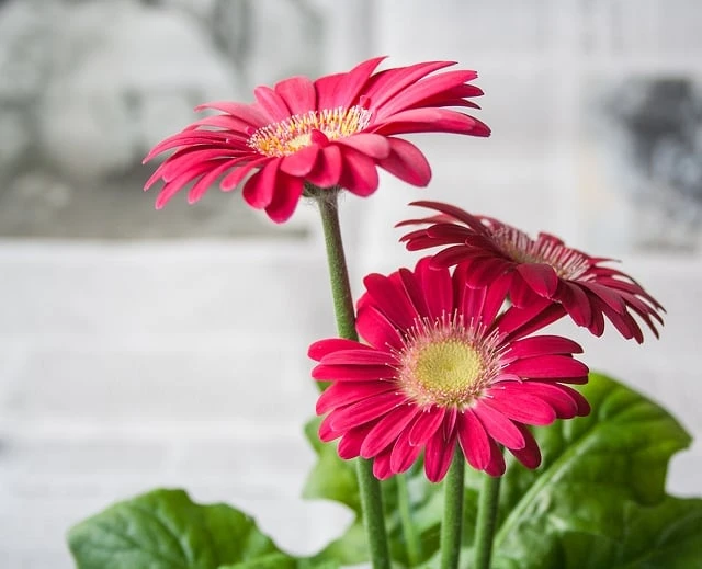 Ảnh đẹp hoa - Khoảnh khắc tuyệt vời nhất với những bức tranh tự nhiên