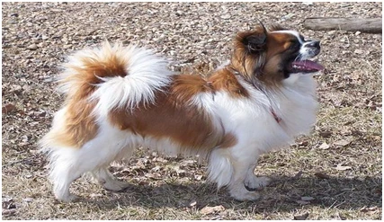 Giống chó Tibertan Spaniel (giống chó cảnh Tây Tạng) - Bệnh viện thú y - Học viện Nông Nghiệp Việt Nam