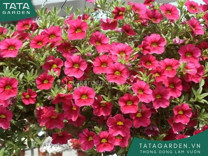 25+ loài hoa màu đỏ đẹp kiều diễm - cẩm nang cho người yêu hoa