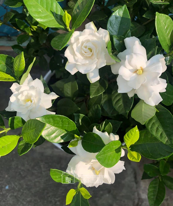 Cây bạch thiên hương