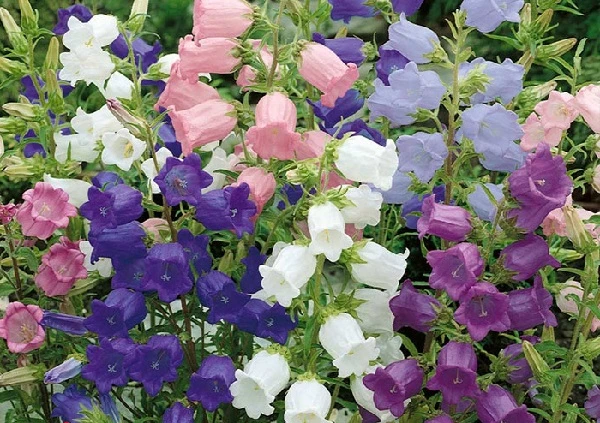 Cách trồng hoa chuông gió trong chậu dễ dàng tại nhà