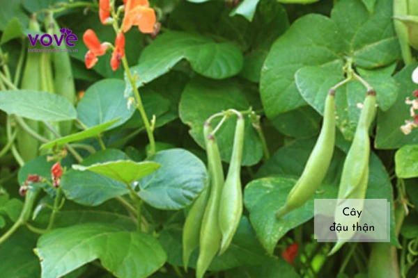 Đậu Thận (Đậu đỏ Tây) - Red Kidney bean