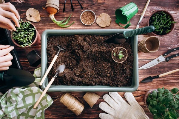 Cách trồng hoa chuông gió trong chậu dễ dàng tại nhà