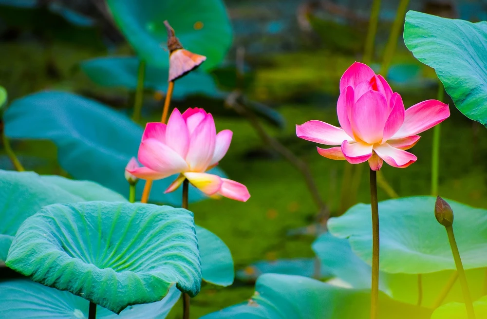 Ý nghĩa hoa sen là gì? Hoa sen có tác dụng gì?