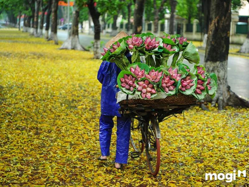 Giải Mã Ý Nghĩa Của Hoa Sen Trong Văn Hóa Việt Nam - Ecolotus