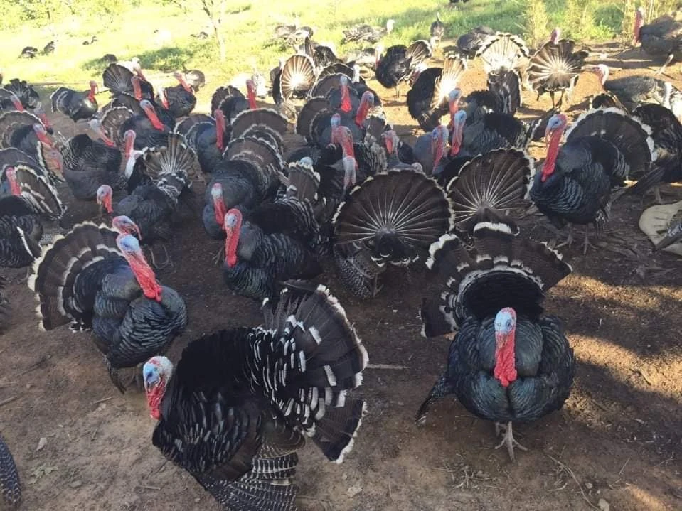 Lợi ích dinh dưỡng của gà tây trong bữa ăn lành mạnh