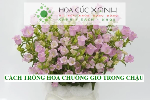 Hoa chuông gió - Biểu tượng của vẻ đẹp và ý nghĩa