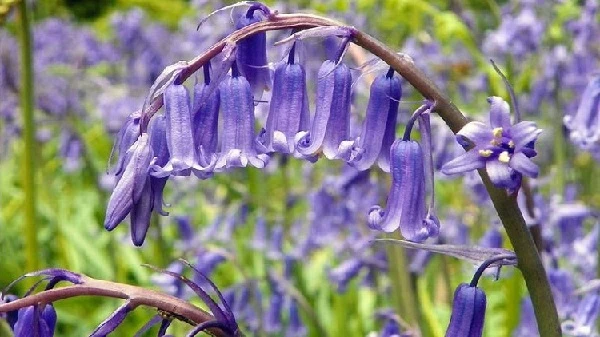 Cách trồng hoa chuông gió trong chậu dễ dàng tại nhà