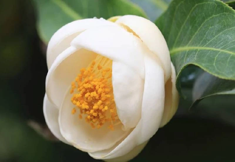 Vẻ đẹp của hải đường trắng - đỏ - vàng cùng công dụng y khoa