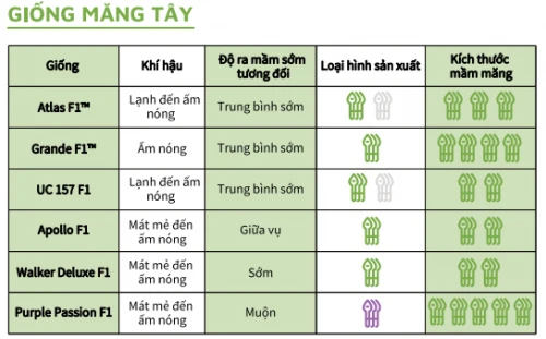 Các giống măng tây phổ biến tại Việt Nam hiện nay