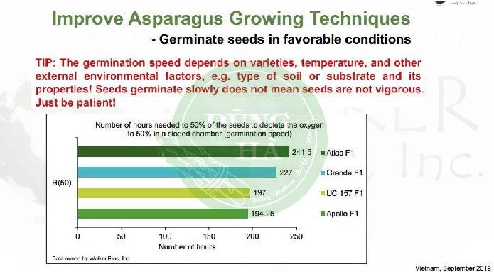 Giống cây măng tây mỹ atlas