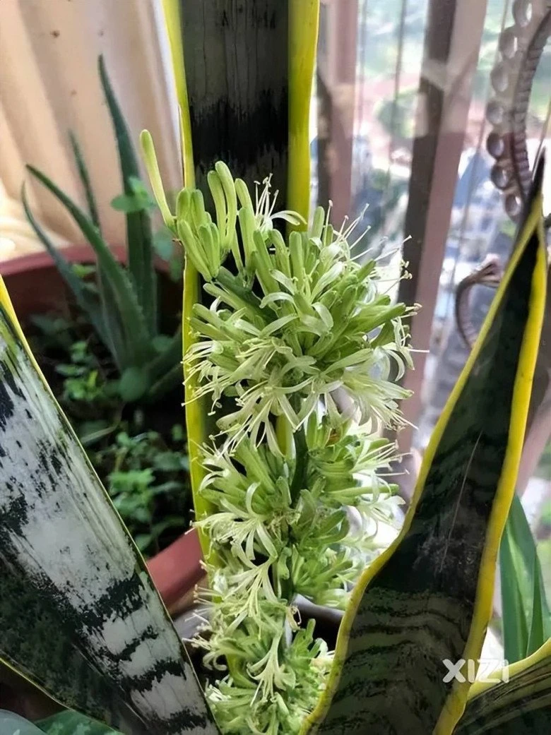 Cây lưỡi hổ ra hoa và cách chăm sóc hiệu quả