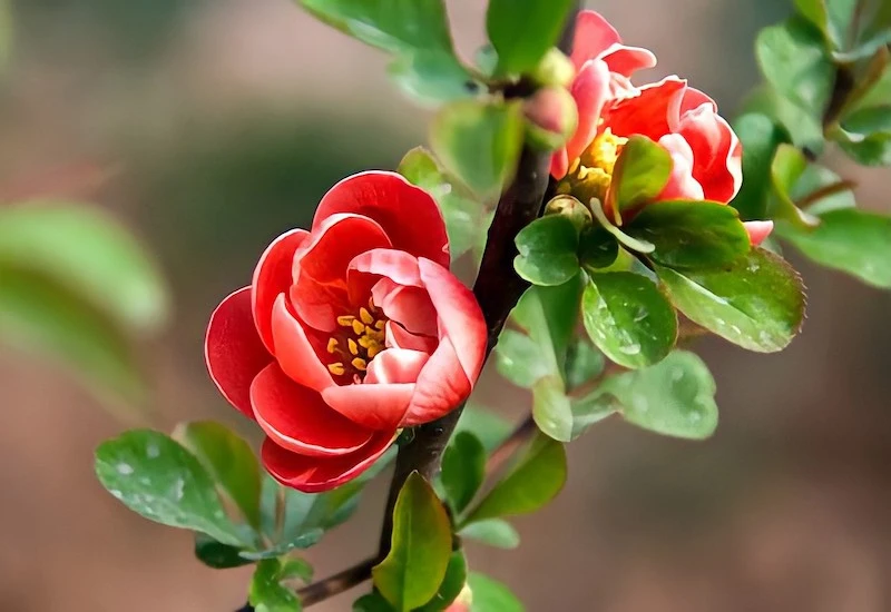 Khám Phá Đặc Điểm Hoa Hải Đường Trắng Tại Việt Nam