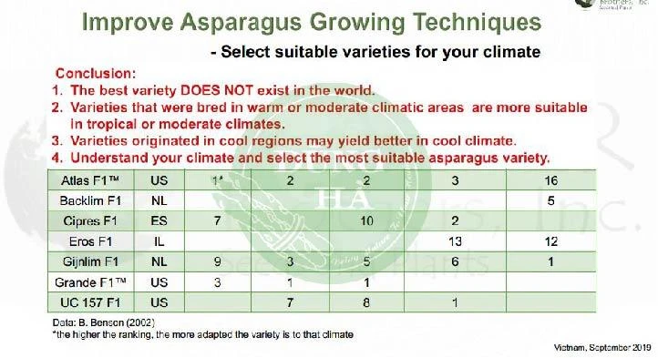 Giống cây măng tây mỹ atlas