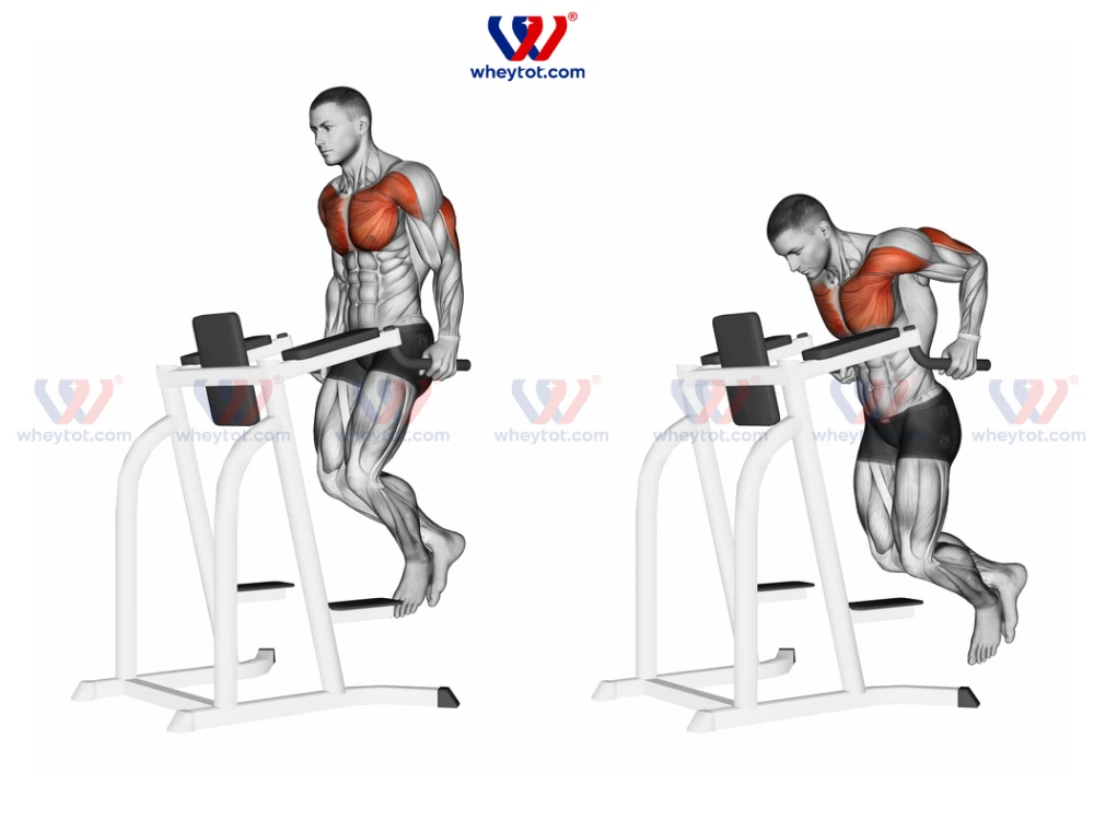 10 Bài tập tay sau tốt nhất giúp cơ bắp tay vạm vỡ, nam tính