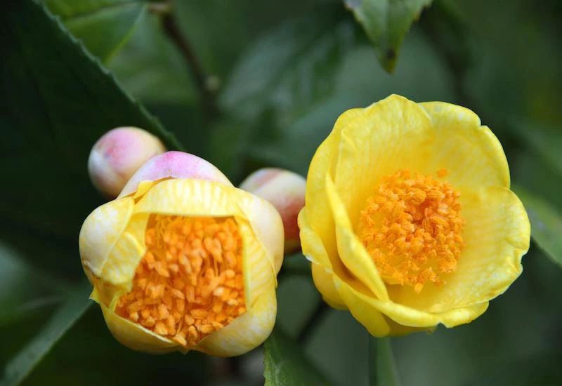 Vẻ đẹp của hải đường trắng - đỏ - vàng cùng công dụng y khoa