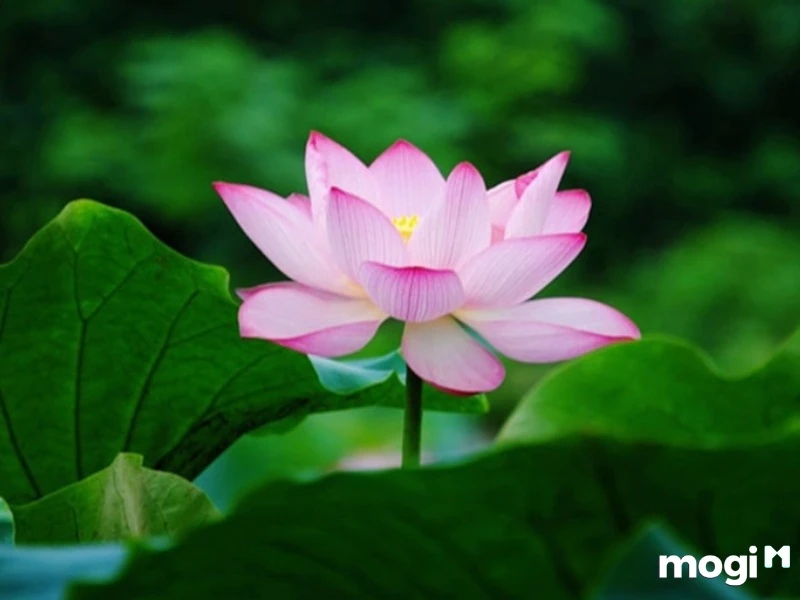 Khám Phá Ý Nghĩa Hoa Sen Hồng Trong Văn Hóa Việt Nam