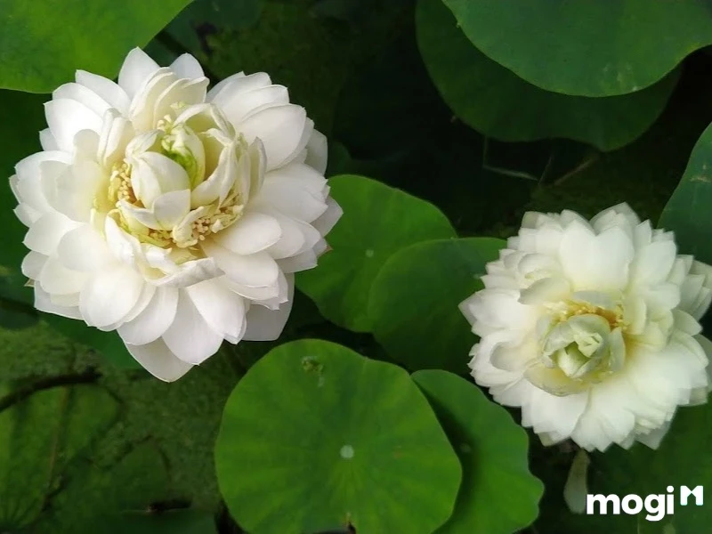 Giải Mã Ý Nghĩa Của Hoa Sen Trong Văn Hóa Việt Nam - Ecolotus