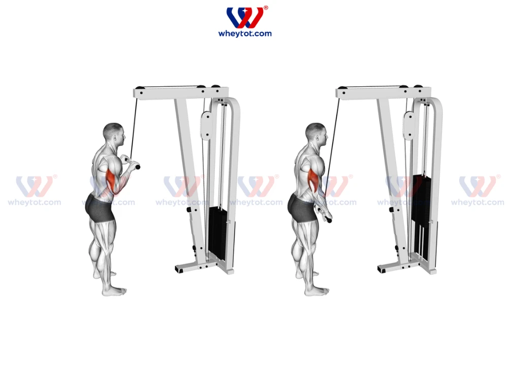 10 Bài tập tay sau tốt nhất giúp cơ bắp tay vạm vỡ, nam tính