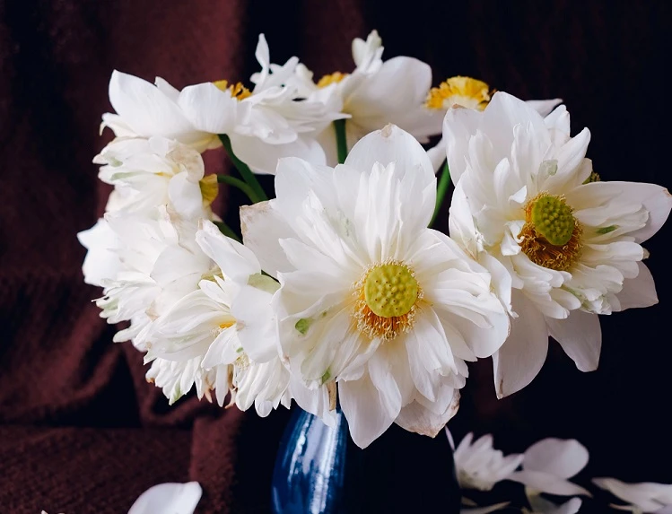 Ý Nghĩa Hoa Sen Qua Các Màu Sắc Đặc Trưng