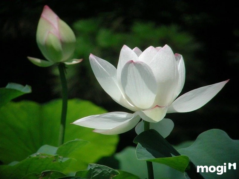 Giải Mã Ý Nghĩa Của Hoa Sen Trong Văn Hóa Việt Nam - Ecolotus