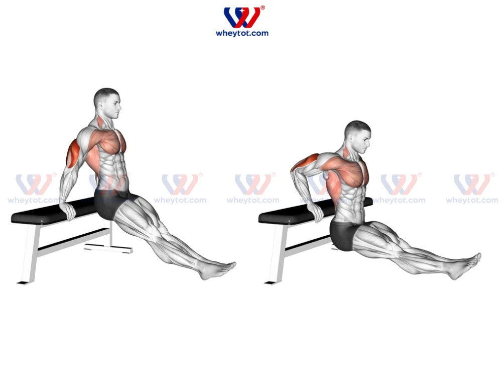 10 Bài tập tay sau tốt nhất giúp cơ bắp tay vạm vỡ, nam tính