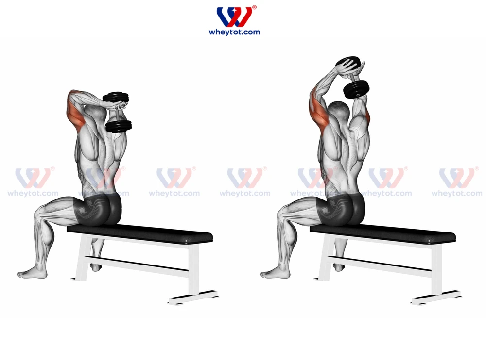 10 Bài Tập Tay Sau Hiệu Quả Để Tăng Cường Sức Mạnh