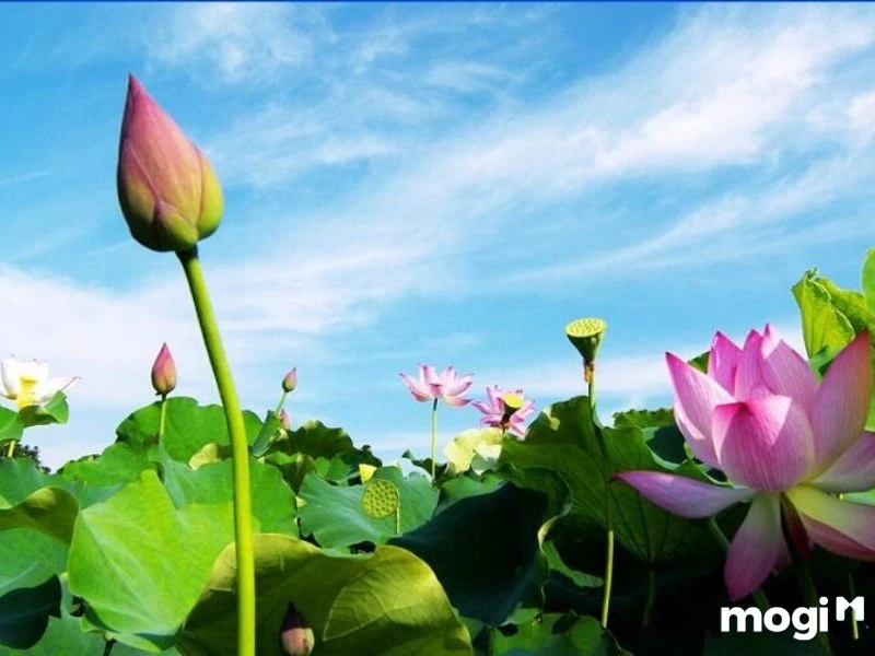 Giải Mã Ý Nghĩa Của Hoa Sen Trong Văn Hóa Việt Nam - Ecolotus