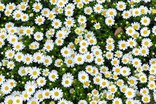 Hoa Cúc Dại: Ý nghĩa đặc điểm cách trồng và cách chăm sóc