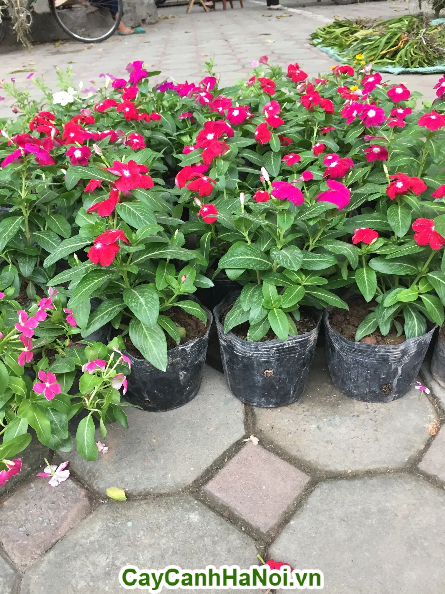 Hoa dừa: Vẻ đẹp và ý nghĩa sâu sắc trong cuộc sống