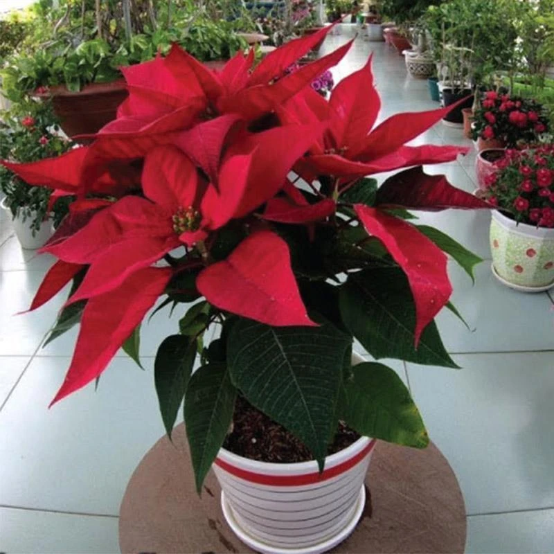 Mệnh Hỏa hợp cây gì? 20+ loại cây giúp mệnh Hỏa hút tài đón lộc