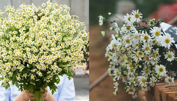 Khám Phá Hoa Cúc Tana Đẹp Như Một Tác Phẩm Nghệ Thuật