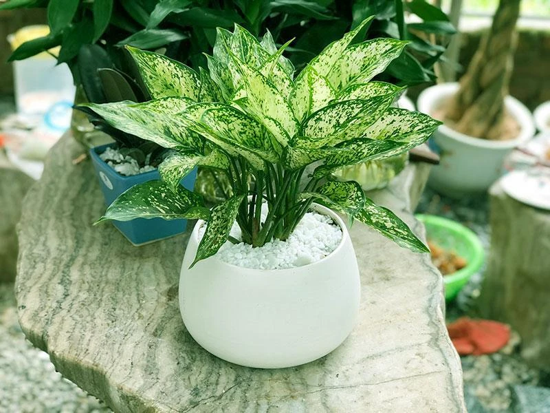 Mệnh Hỏa hợp cây gì? 20+ loại cây giúp mệnh Hỏa hút tài đón lộc