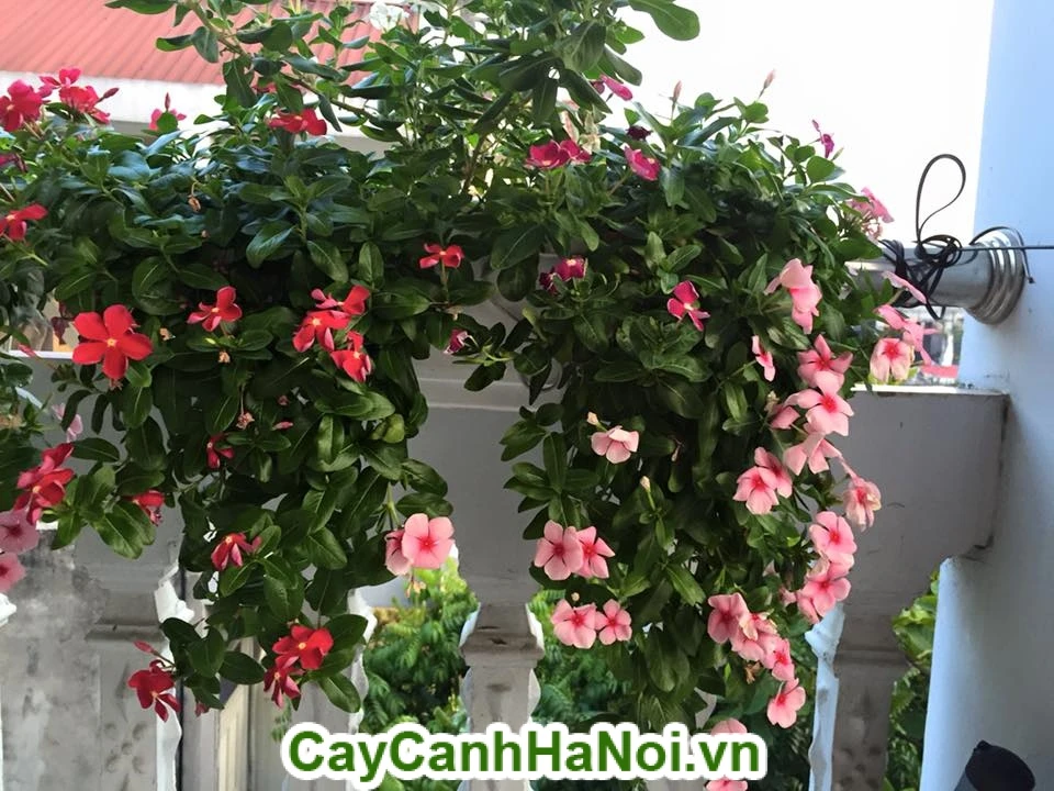 Tìm hiểu đặc điểm, cách chăm sóc, giá cây hoa dừa cạn