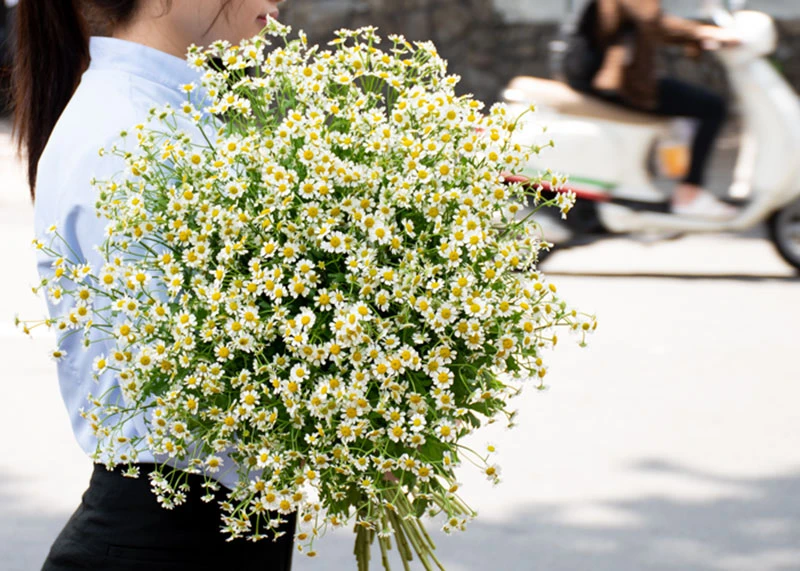 Hoa Cúc Dại: Ý nghĩa đặc điểm cách trồng và cách chăm sóc