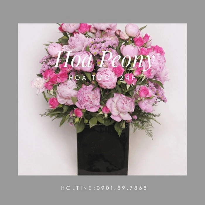 Peony là hoa gì? Ý nghĩa của loài hoa mang tên Peony