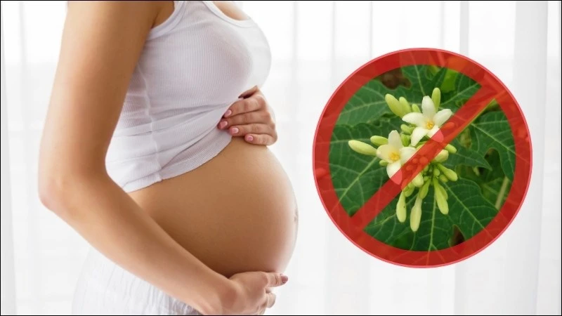 Ai không nên uống hoa đu đủ đực? Các đối tượng cần lưu ý khi dùng